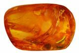 Fossil Beetle Larva (Coleoptera) in Baltic Amber #173679-1